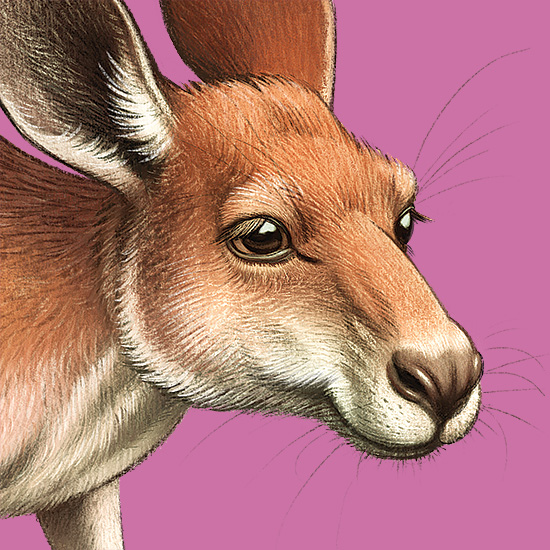 Close-up of a Kangaroo's face rendered in a colour pencil style. Illustrated by Anton Petrov.