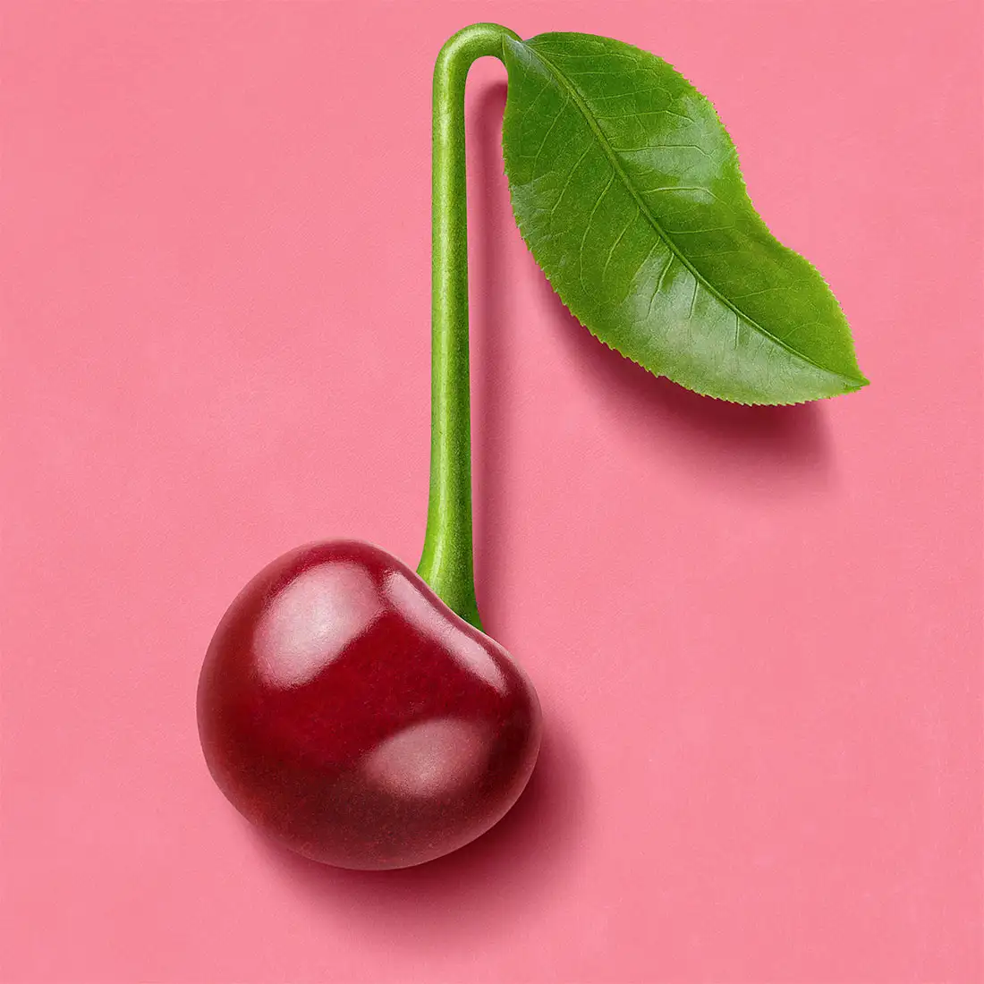 Illustration of cherry by Phillip Small.