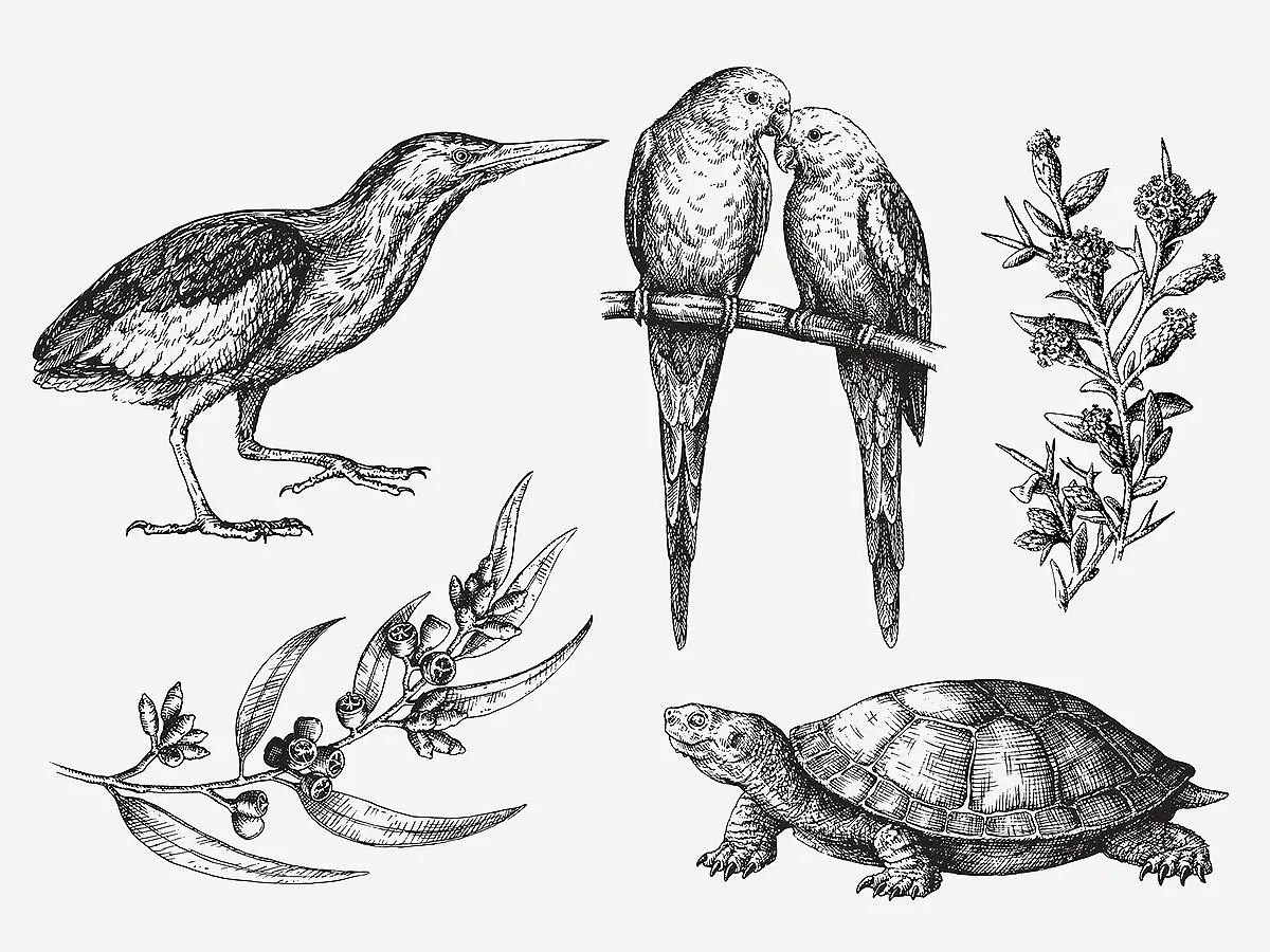 Ink illustrations of birds, flowers and tortoise by Elise Martinson