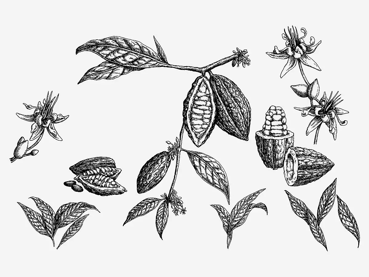 Ink illustration of cocoa pods and leaves by Elise Martinson