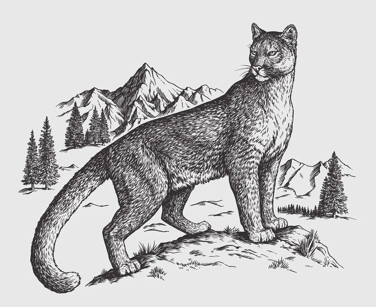 Ink Illustration of a proud cougar by Elise Martinson