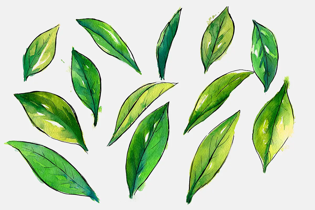 A loose watercolour painting of leaves with a black outline by Elise Martinson