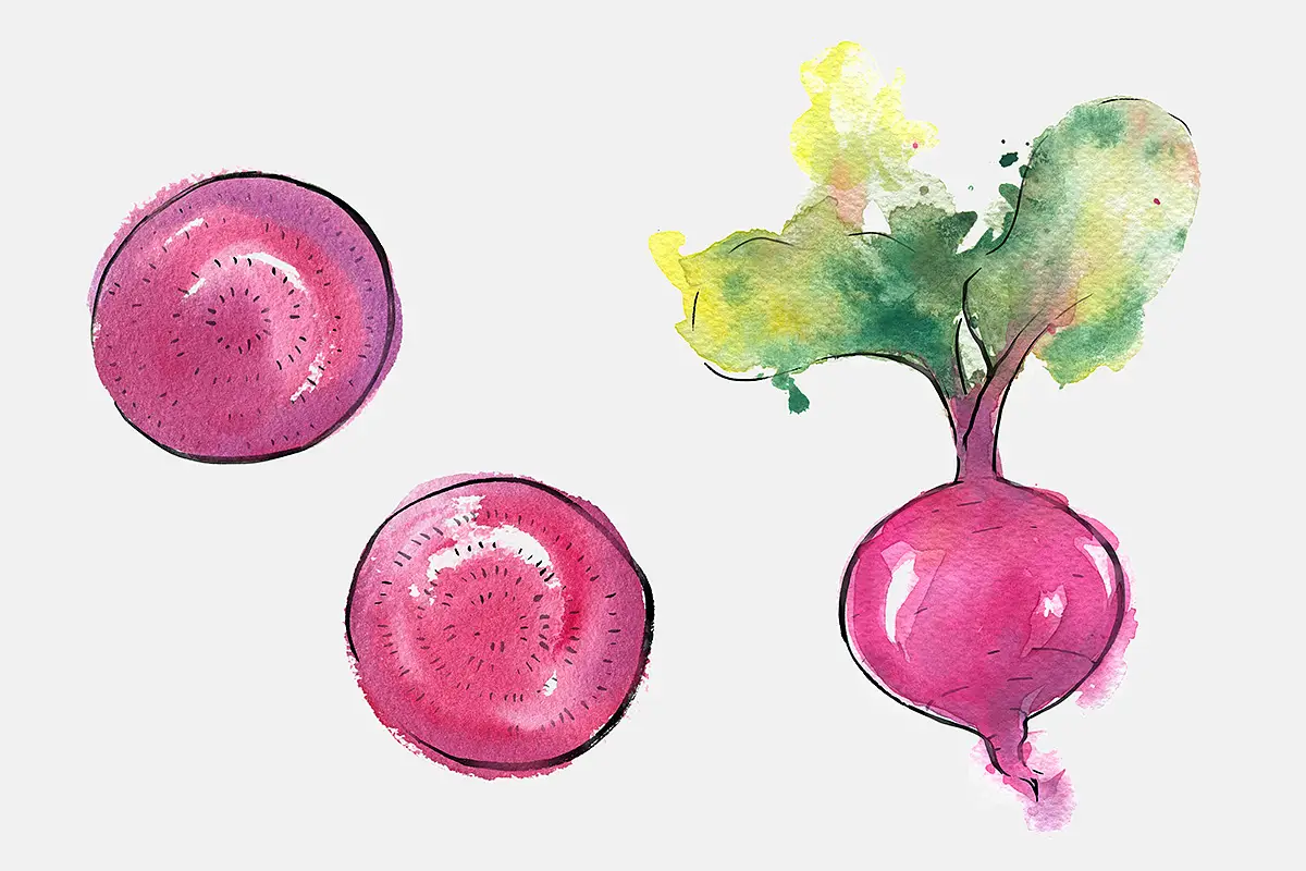 A loose watercolour painting of beetroot and beetroot slices with a black outline by Elise Martinson